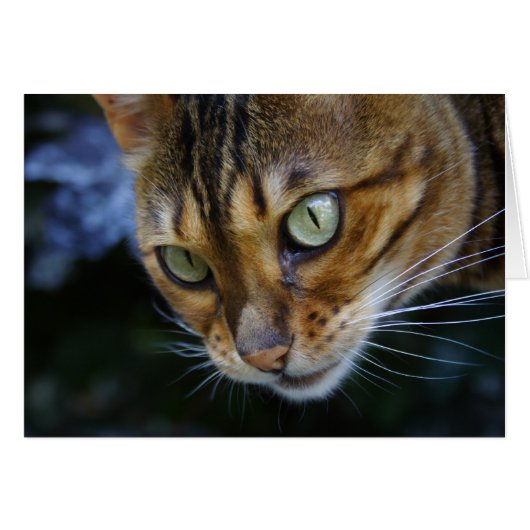 Mooie bengaals kat (Voorkant Horizontaal)