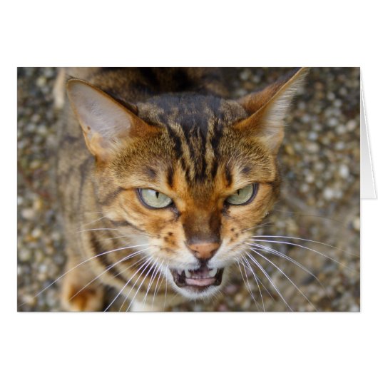 Mooie bengaals kat (Voorkant Horizontaal)