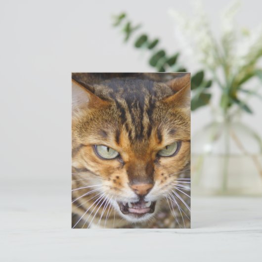 Mooie bengaals kat briefkaart (Staand voorkant)