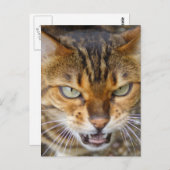 Mooie bengaals kat briefkaart (Voorkant / Achterkant)