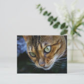 Mooie bengaals kat briefkaart (Staand voorkant)