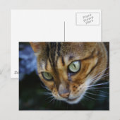 Mooie bengaals kat briefkaart (Voorkant / Achterkant)
