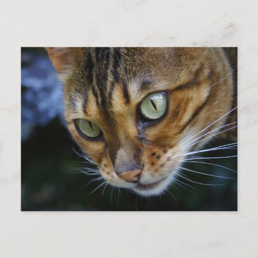 Mooie bengaals kat briefkaart (Voorkant)
