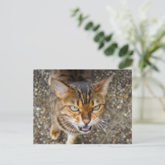 Mooie bengaals kat briefkaart (Staand voorkant)