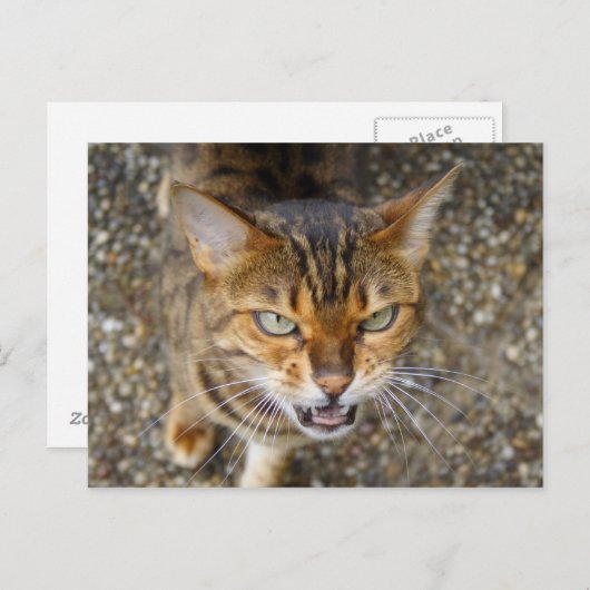 Mooie bengaals kat briefkaart (Voorkant / Achterkant)
