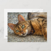 Mooie bengaals kat briefkaart (Voorkant / Achterkant)