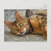 Mooie bengaals kat briefkaart (Voorkant)