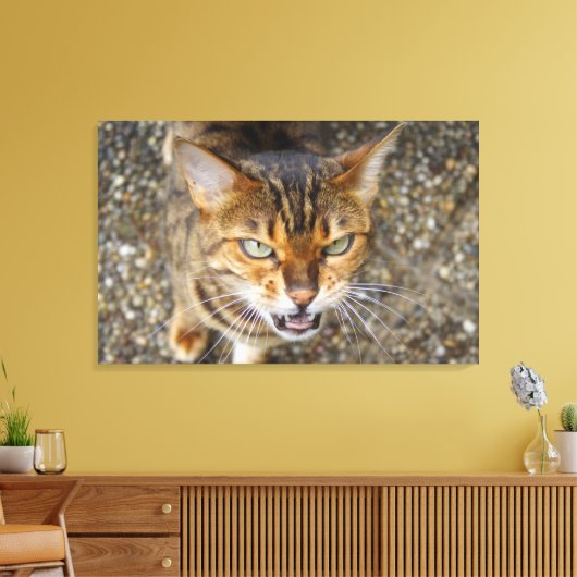 Mooie bengaals kat canvas afdruk (Insitu (Woonkamer))