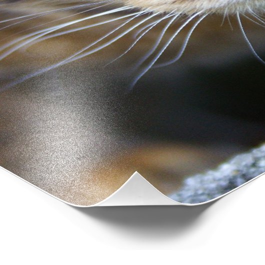 Mooie bengaals kat foto afdruk (Hoek)