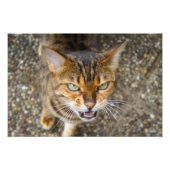 Mooie bengaals kat foto afdruk (Voorkant)