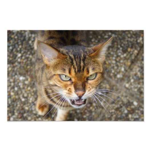 Mooie bengaals kat foto afdruk (Voorkant)