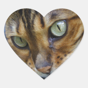 Mooie bengaals kat hart sticker