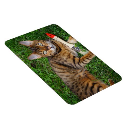 Mooie bengaals kat magneet (Rechterzijde)