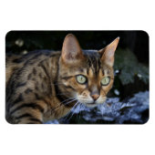 Mooie bengaals kat magneet (Horizontaal)