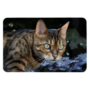 Mooie bengaals kat magneet