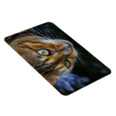 Mooie bengaals kat magneet (Rechterzijde)