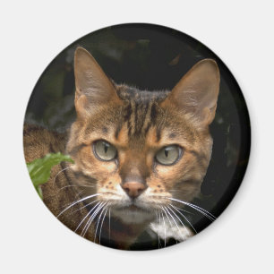 Mooie bengaals kat magneet
