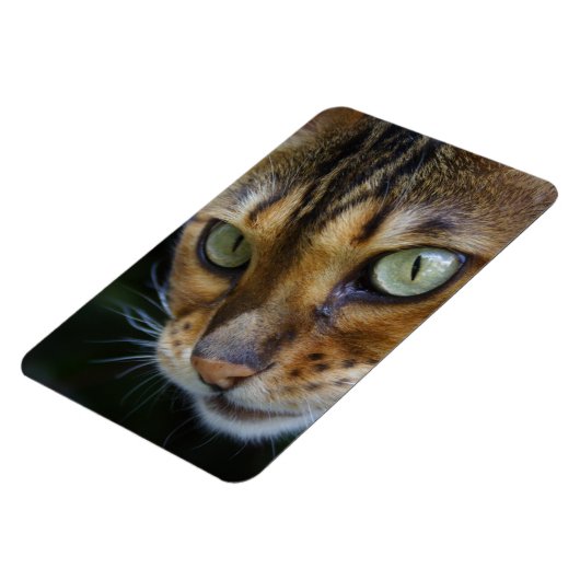 Mooie bengaals kat magneet (Linkerzijde)