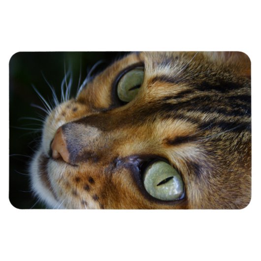 Mooie bengaals kat magneet (Horizontaal)