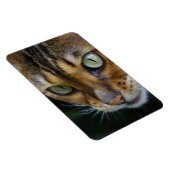 Mooie bengaals kat magneet (Rechterzijde)