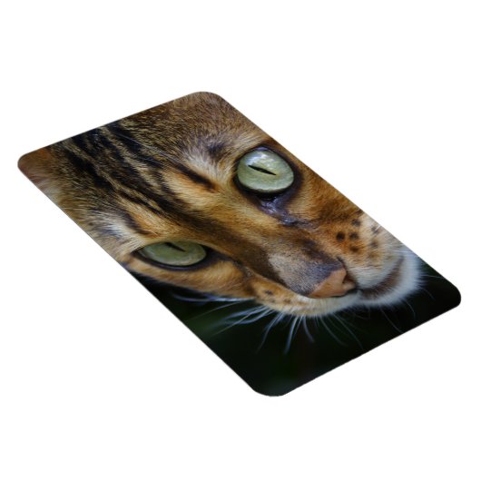 Mooie bengaals kat magneet (Rechterzijde)