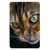 Mooie bengaals kat magneet (Verticaal)