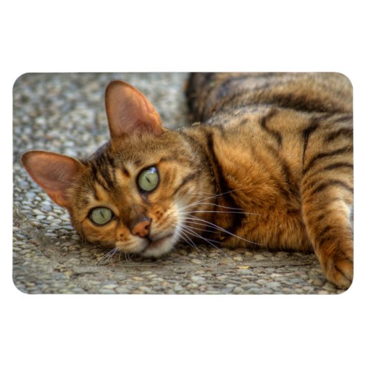Mooie bengaals kat magneet (Horizontaal)