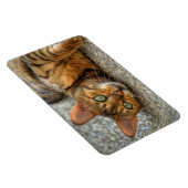 Mooie bengaals kat magneet (Rechterzijde)