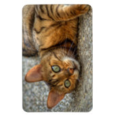 Mooie bengaals kat magneet (Verticaal)