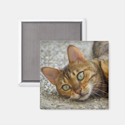 Mooie bengaals kat magneet (Voorkant / Achterkant)