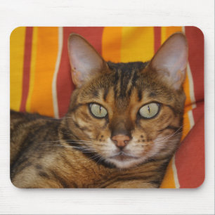 Mooie bengaals kat muismat