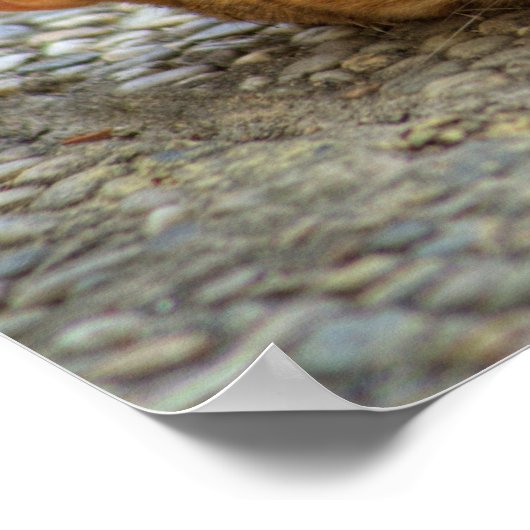 Mooie bengaals kat poster (Hoek)