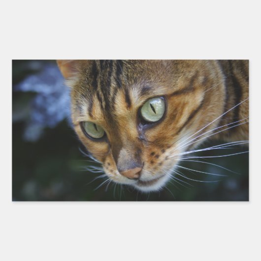 Mooie bengaals kat rechthoekige sticker (Voorkant)