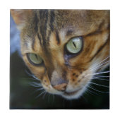 Mooie bengaals kat tegeltje (Voorkant)