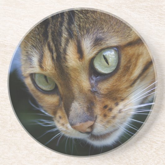 Mooie bengaals kat zandsteen onderzetter (Voorkant)
