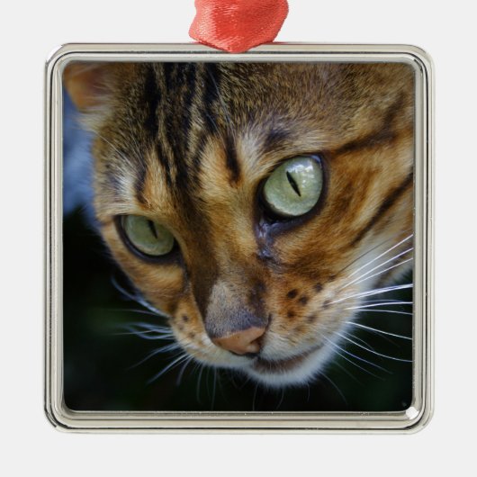 Mooie Bengaalse kat Metalen Ornament (Voorkant)