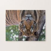 Mooie Bengaalse Tijger Foto Legpuzzel (Horizontaal)