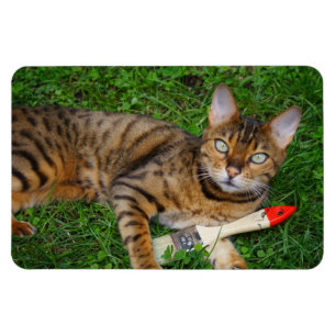Mooie bengachtige kat magneet