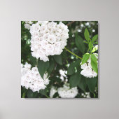 Mooie Berglaurier Witte Bloemen Canvas Afdruk (Voorkant)