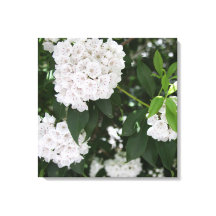 Mooie Berglaurier Witte Bloemen