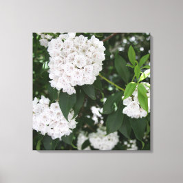 Mooie Berglaurier Witte Bloemen Canvas Afdruk
