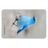 Mooie bergvogel magneet (Horizontaal)