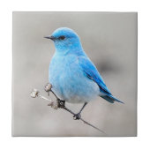 Mooie bergvogel op de Tansy Tegeltje (Voorkant)