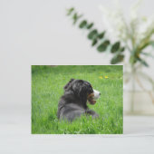 Mooie Berner Sennenhond geniet van de zon Briefkaart (Staand voorkant)