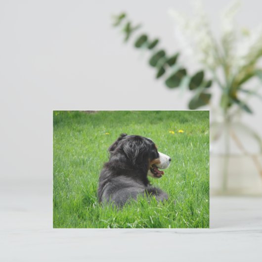 Mooie Berner Sennenhond geniet van de zon Briefkaart (Staand voorkant)