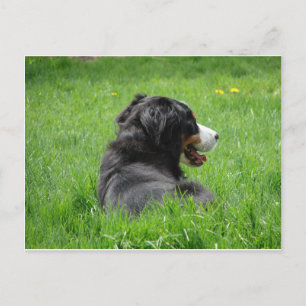 Mooie Berner Sennenhond geniet van de zon Briefkaart