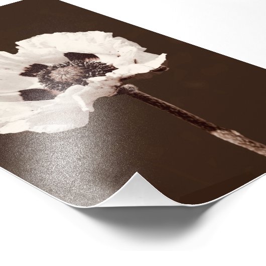 Mooie besneeuwde witte Montana Wildflower Foto Afdruk (Hoek)