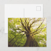 Mooie beukenboom briefkaart (Voorkant / Achterkant)