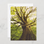 Mooie beukenboom briefkaart (Voorkant / Achterkant)