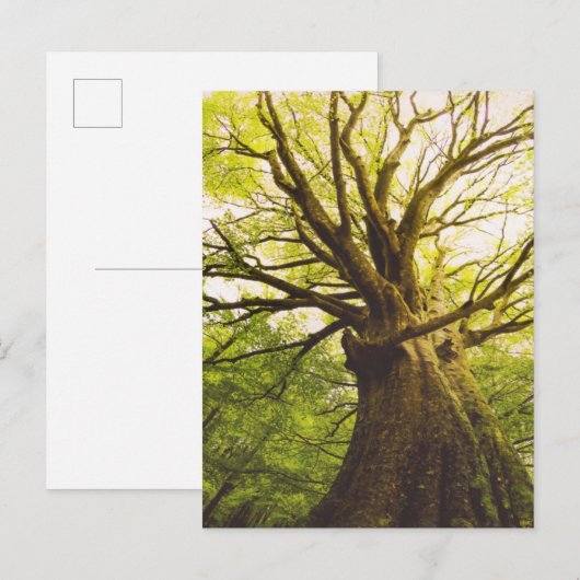 Mooie beukenboom briefkaart (Voorkant / Achterkant)